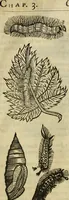 Picture 279 of 307 from The history of four-footed beasts and serpents. (1658), leaf 1000