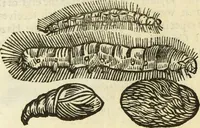 Picture 281 of 307 from The history of four-footed beasts and serpents. (1658), leaf 1001