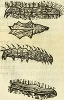 An illustration from The history of four-footed beasts and serpents. (1658)