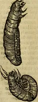 An illustration from The history of four-footed beasts and serpents. (1658)