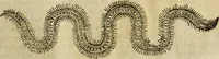 An illustration from The history of four-footed beasts and serpents. (1658)