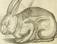 An illustration from The history of four-footed beasts and serpents. (1658)