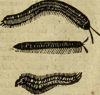 Picture 286 of 307 from The history of four-footed beasts and serpents. (1658), leaf 1010