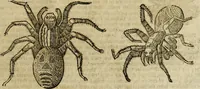 Picture 288 of 307 from The history of four-footed beasts and serpents. (1658), leaf 1022