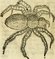 Picture 290 of 307 from The history of four-footed beasts and serpents. (1658), leaf 1023
