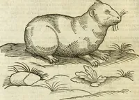 An illustration from The history of four-footed beasts and serpents. (1658)