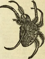 Picture 291 of 307 from The history of four-footed beasts and serpents. (1658), leaf 1033