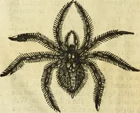 Picture 293 of 307 from The history of four-footed beasts and serpents. (1658), leaf 1033