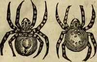 Picture 294 of 307 from The history of four-footed beasts and serpents. (1658), leaf 1034