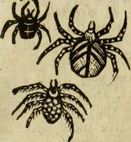 Picture 295 of 307 from The history of four-footed beasts and serpents. (1658), leaf 1034