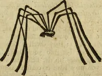 Picture 296 of 307 from The history of four-footed beasts and serpents. (1658), leaf 1034