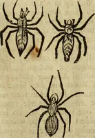 Picture 297 of 307 from The history of four-footed beasts and serpents. (1658), leaf 1034