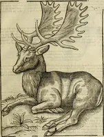 Picture 39 of 307 from The history of four-footed beasts and serpents. (1658), leaf 104
