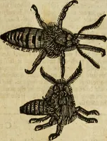 Picture 298 of 307 from The history of four-footed beasts and serpents. (1658), leaf 1044