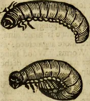 Picture 299 of 307 from The history of four-footed beasts and serpents. (1658), leaf 1046
