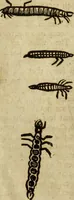 Picture 300 of 307 from The history of four-footed beasts and serpents. (1658), leaf 1046