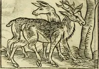 An illustration from The history of four-footed beasts and serpents. (1658)
