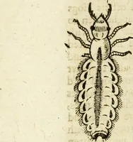 Picture 301 of 307 from The history of four-footed beasts and serpents. (1658), leaf 1053