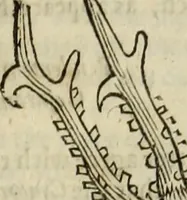 An illustration from The history of four-footed beasts and serpents. (1658)