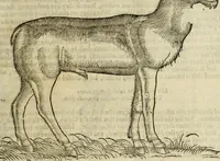 Picture 42 of 307 from The history of four-footed beasts and serpents. (1658), leaf 106