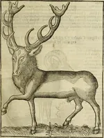 Picture 43 of 307 from The history of four-footed beasts and serpents. (1658), leaf 108