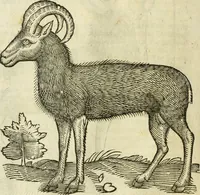 Picture 44 of 307 from The history of four-footed beasts and serpents. (1658), leaf 109