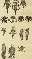 An illustration from The history of four-footed beasts and serpents. (1658)