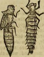 Picture 305 of 307 from The history of four-footed beasts and serpents. (1658), leaf 1092