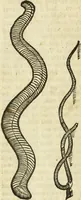 An illustration from The history of four-footed beasts and serpents. (1658)