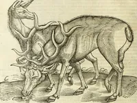 Picture 45 of 307 from The history of four-footed beasts and serpents. (1658), leaf 111