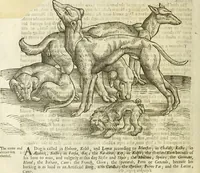 Picture 48 of 307 from The history of four-footed beasts and serpents. (1658), leaf 123