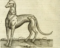 Picture 49 of 307 from The history of four-footed beasts and serpents. (1658), leaf 129