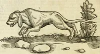 Picture 50 of 307 from The history of four-footed beasts and serpents. (1658), leaf 133