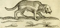 Picture 51 of 307 from The history of four-footed beasts and serpents. (1658), leaf 133
