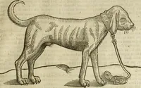 Picture 52 of 307 from The history of four-footed beasts and serpents. (1658), leaf 134
