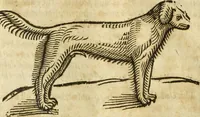 Picture 54 of 307 from The history of four-footed beasts and serpents. (1658), leaf 137