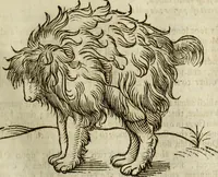 An illustration from The history of four-footed beasts and serpents. (1658)