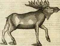 Picture 57 of 307 from The history of four-footed beasts and serpents. (1658), leaf 181