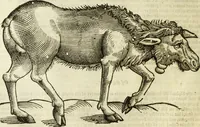 An illustration from The history of four-footed beasts and serpents. (1658)