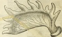 Picture 59 of 307 from The history of four-footed beasts and serpents. (1658), leaf 183