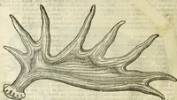 Picture 60 of 307 from The history of four-footed beasts and serpents. (1658), leaf 183