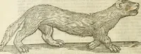 An illustration from The history of four-footed beasts and serpents. (1658)
