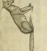 An illustration from The history of four-footed beasts and serpents. (1658)