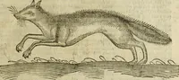 An illustration from The history of four-footed beasts and serpents. (1658)