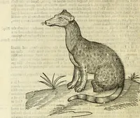 An illustration from The history of four-footed beasts and serpents. (1658)