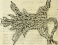 Picture 66 of 307 from The history of four-footed beasts and serpents. (1658), leaf 195