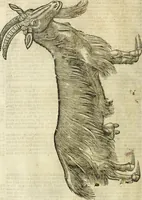Picture 67 of 307 from The history of four-footed beasts and serpents. (1658), leaf 199