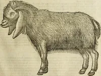 Picture 68 of 307 from The history of four-footed beasts and serpents. (1658), leaf 200