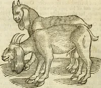 An illustration from The history of four-footed beasts and serpents. (1658)