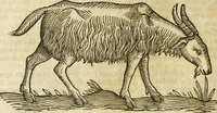 An illustration from The history of four-footed beasts and serpents. (1658)